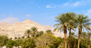 Visiter Ein Gedi